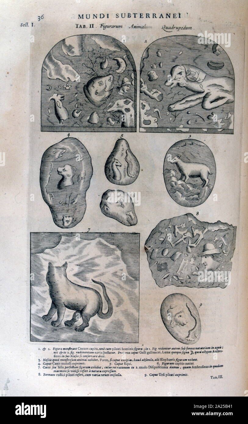 Illustration des fossiles, à partir de la cat 'Mundus' Micromys minutus par Athanasius Kircher, (1602 - 1680), érudit et polymathe jésuite allemand qui a publié près de 40 œuvres majeures. Ses recherches géologiques et géographiques ont abouti à son Micromys minutus Mundus de 1664, dans lequel il suggère que les marées ont été causés par l'eau déménagement vers et à partir d'un océan souterrain Banque D'Images