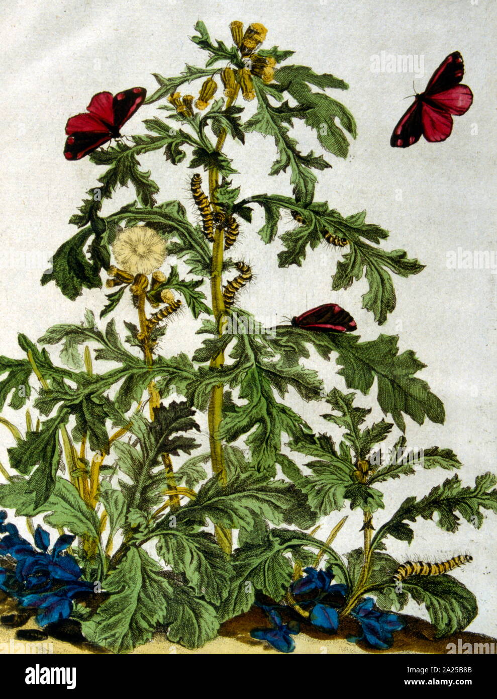 Illustration de la Dutch, de botanique livre, 'Naauwkeurige waarneemingen» (Précision des observations), par l'amiral Jacob, ca. 1774 Banque D'Images