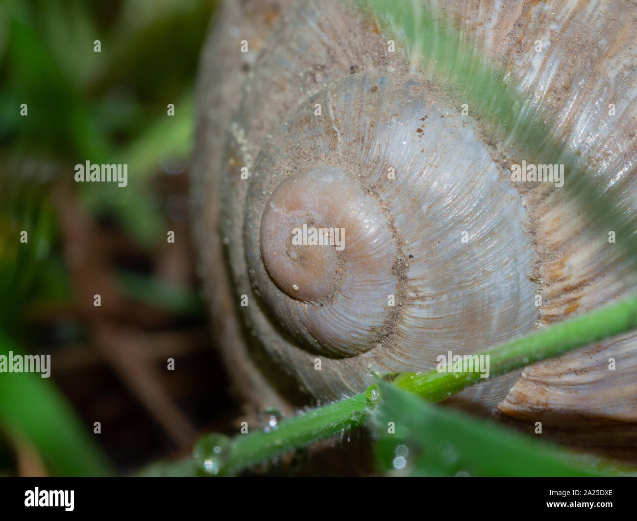 Close up coquille d'escargot brown Banque D'Images