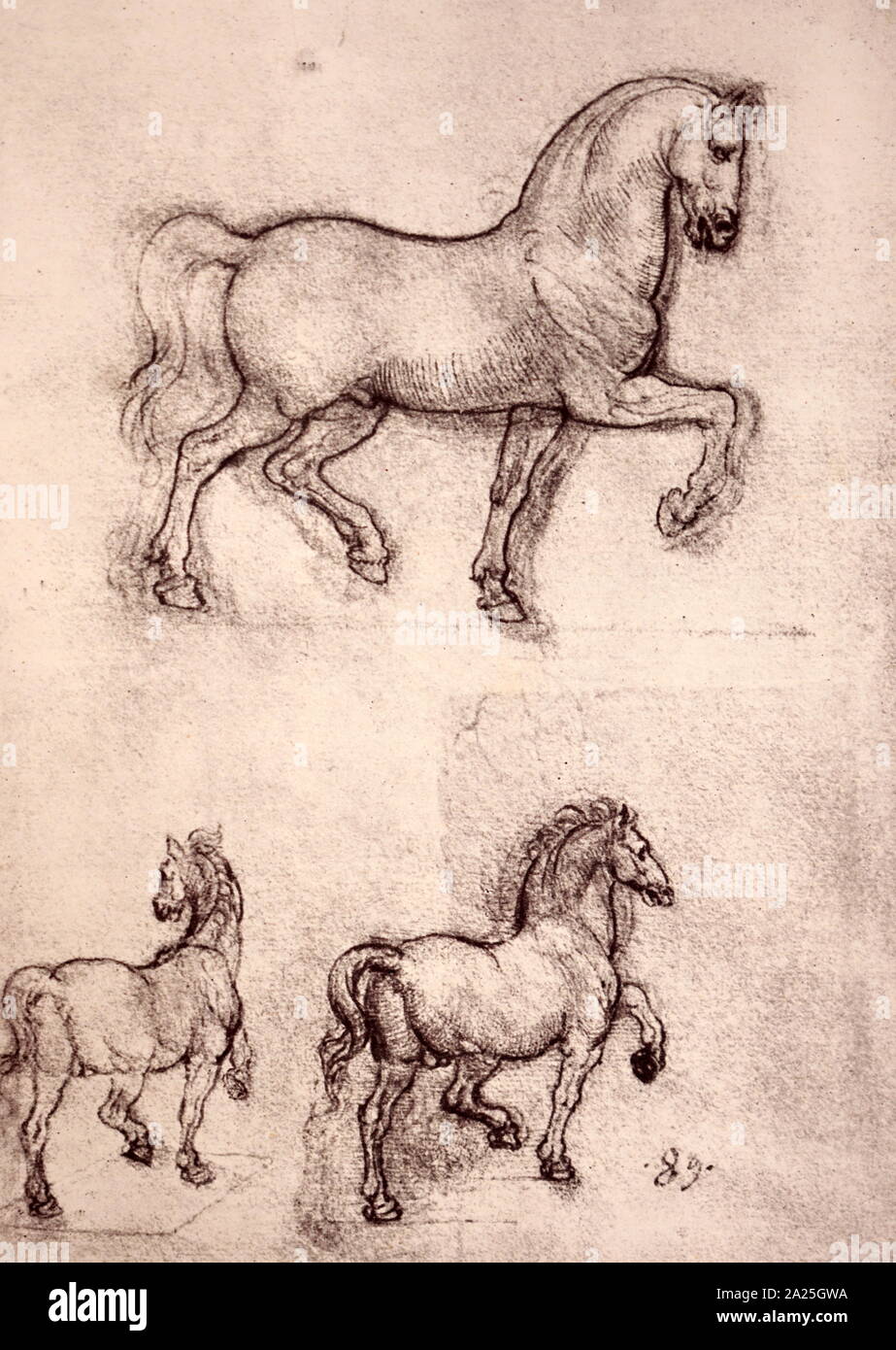 Esquisse pour le cheval en bronze du monument Sforza par Leonardo da Vinci. Leonardo di ser Piero da Vinci (1452-1519) un grand penseur italien de la Renaissance. Banque D'Images