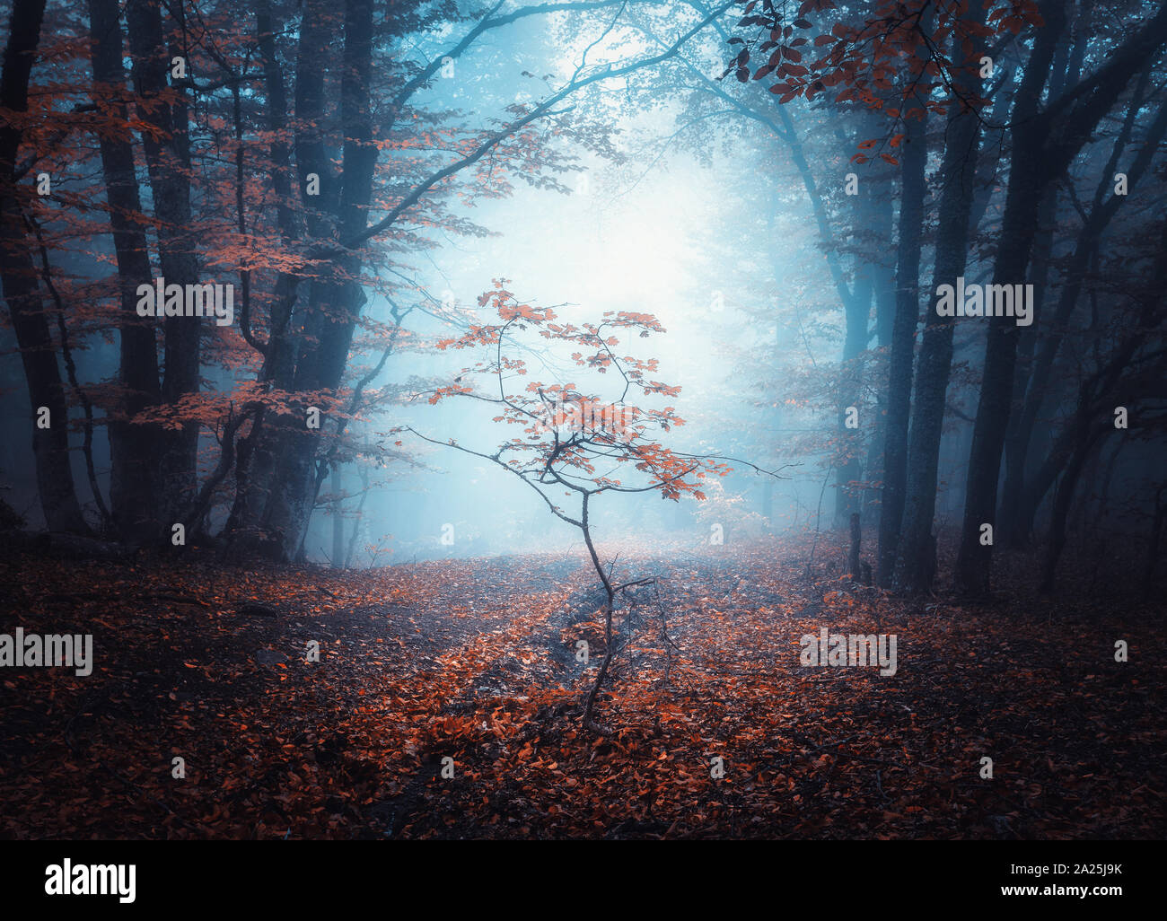 Belle forêt mystique sombre en brouillard bleu en automne Banque D'Images