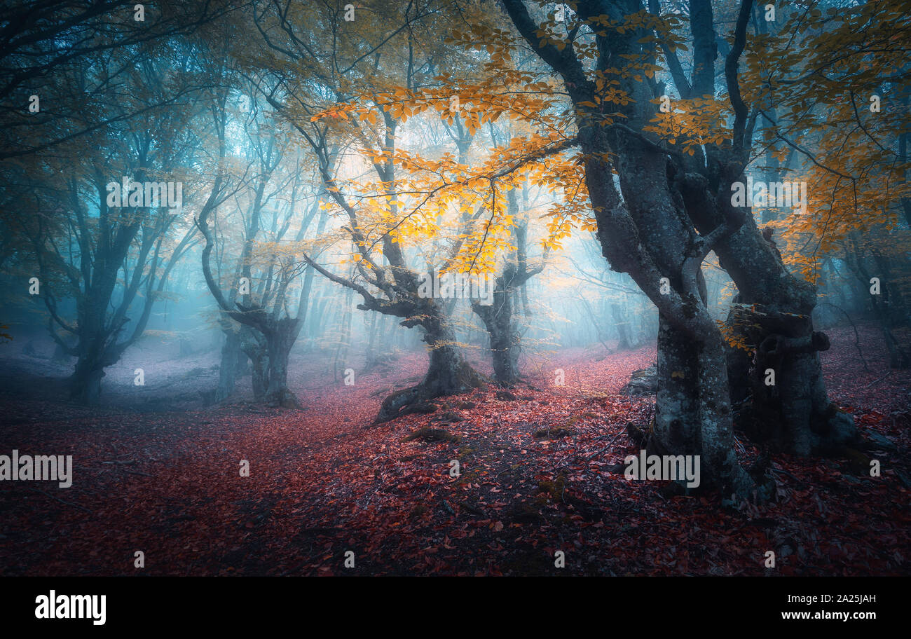 Belle forêt mystique en brouillard bleu en automne. Paysage Banque D'Images