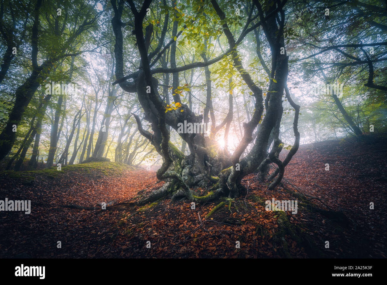 Forêt dans le brouillard en automne au lever du soleil. Arbres magiques avec des rayons de soleil Banque D'Images