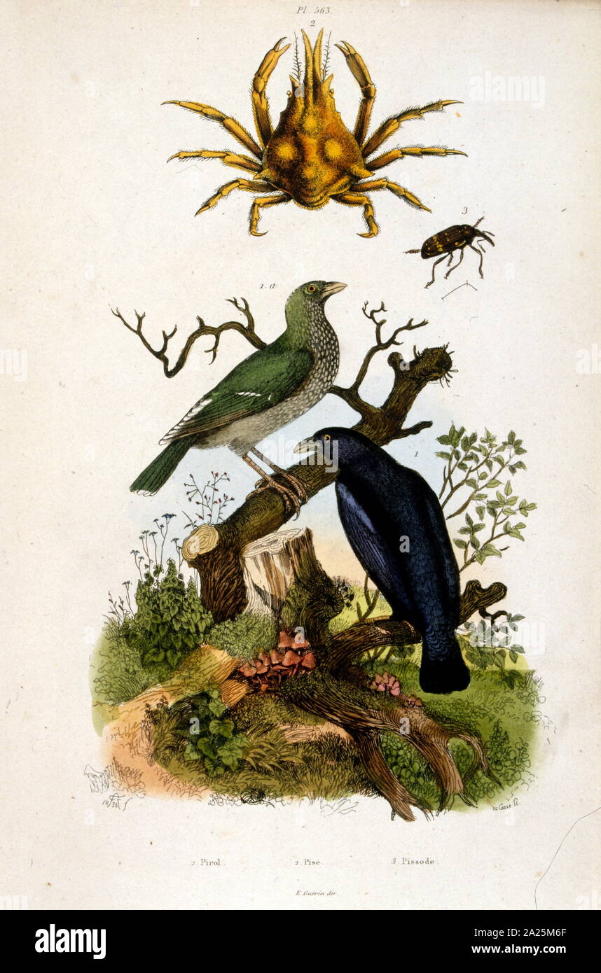 Illustration botanique par F. E. Guérin. Du Dictionnaire pittoresque d'histoire naturelle et des phénomènes de la nature - 1833/1834 Banque D'Images