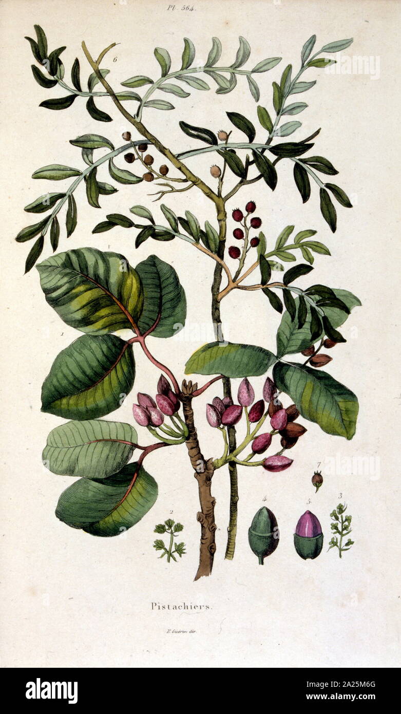 Illustration botanique par F. E. Guérin. Du Dictionnaire pittoresque d'histoire naturelle et des phénomènes de la nature - 1833/1834 Banque D'Images