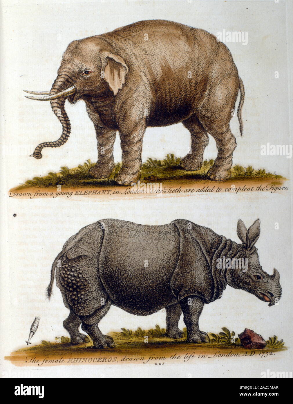 Illustration gravée de George Edwards, à partir d'une réserve d'oiseaux rares par G Edwards 1750. George Edwards (1694-1773) était un naturaliste et ornithologue britannique. Il a beaucoup voyagé à travers l'Europe, l'étude de l'histoire naturelle et d'oiseaux en particulier. Il a acquis une certaine reconnaissance de ses dessins en couleur, et publie son premier travail en 1743 - Le premier volume d'une histoire naturelle des oiseaux rares. Banque D'Images