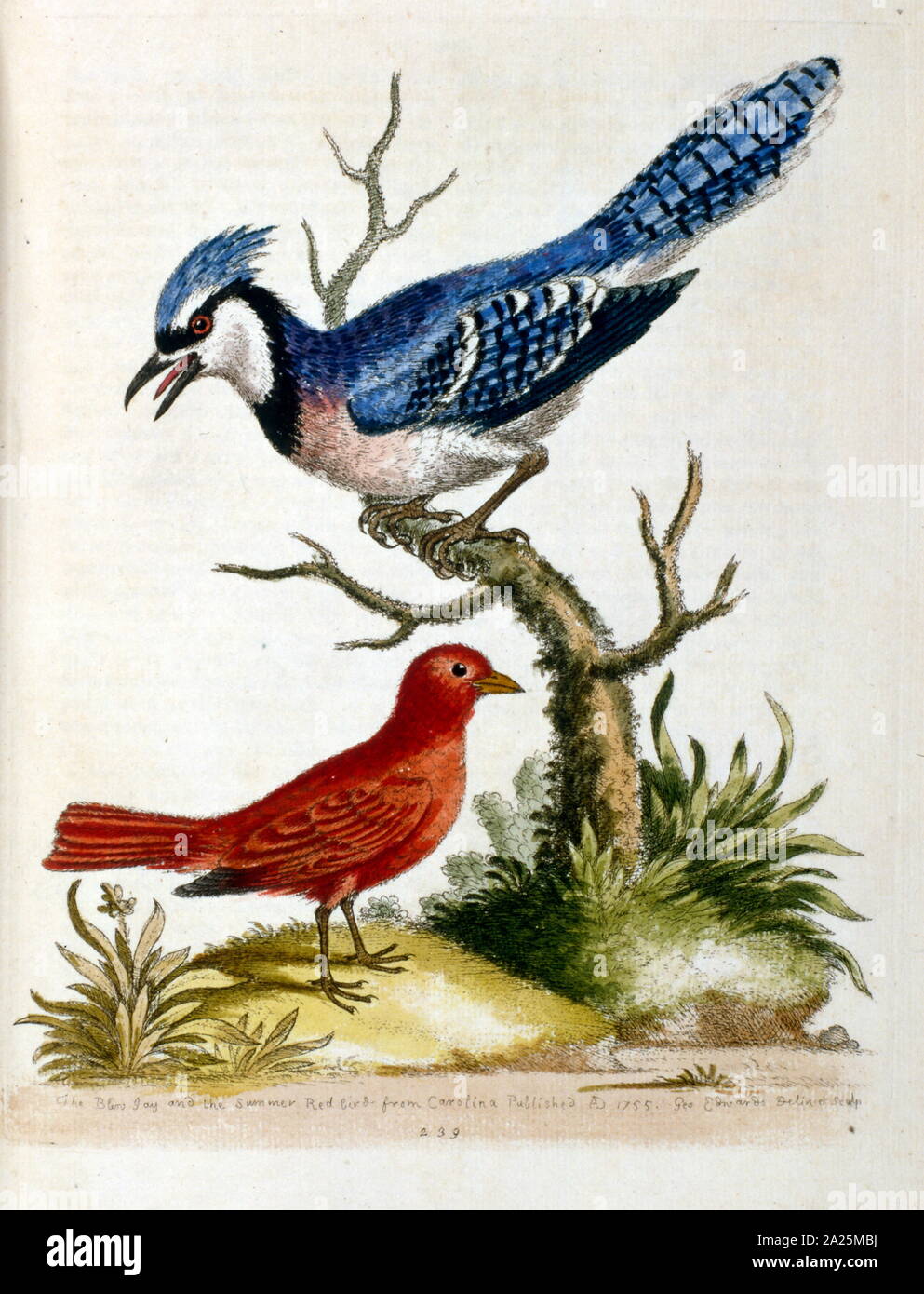 Illustration à l'aquarelle d'un livre d'oiseaux rares par G Edwards 1750.  George Edwards (1694-1773) était un naturaliste et ornithologue  britannique. Il a beaucoup voyagé à travers l'Europe, l'étude de l'histoire  naturelle et