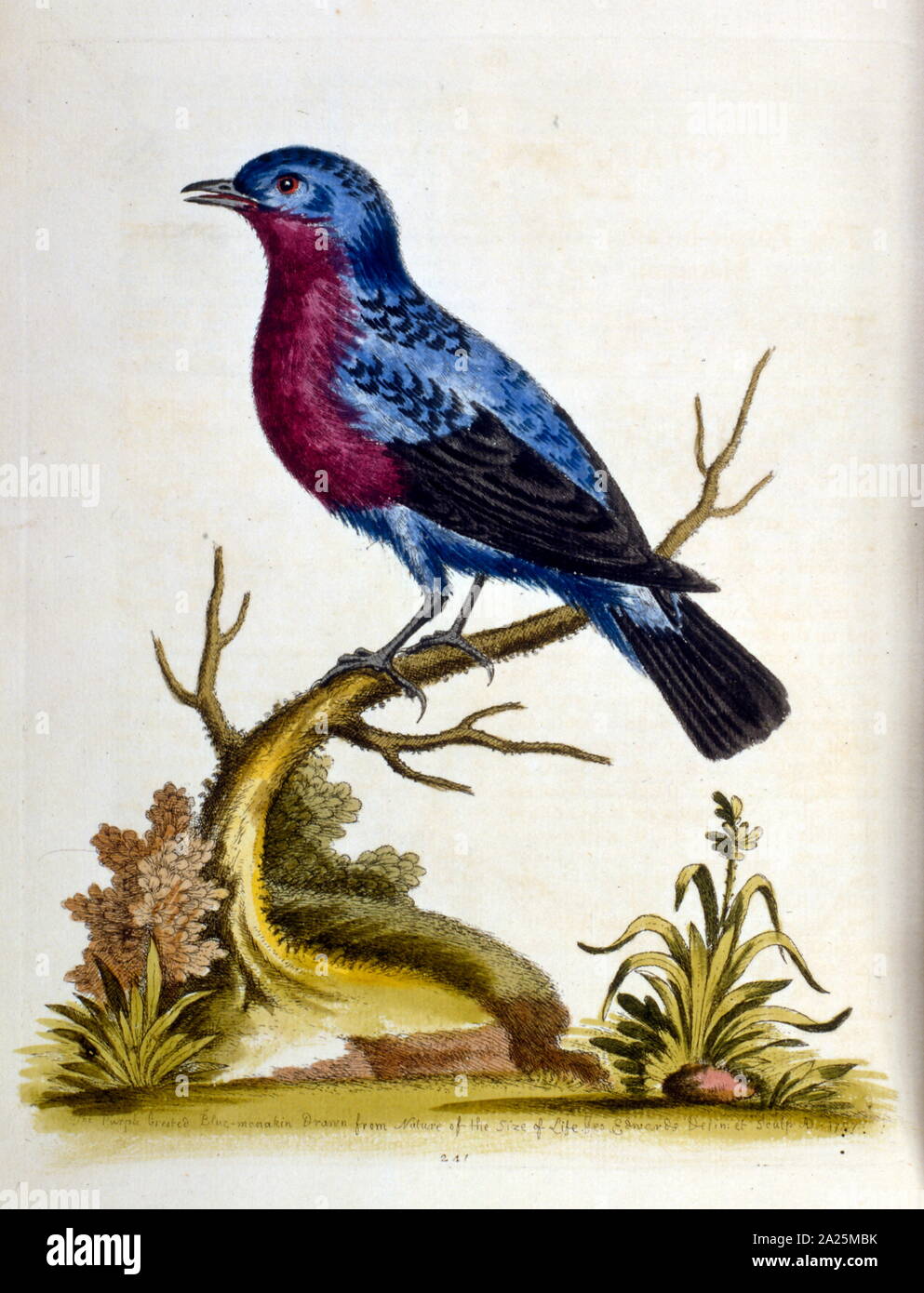 Illustration à l'aquarelle d'un livre d'oiseaux rares par G Edwards 1750. George Edwards (1694-1773) était un naturaliste et ornithologue britannique. Il a beaucoup voyagé à travers l'Europe, l'étude de l'histoire naturelle et d'oiseaux en particulier. Il a acquis une certaine reconnaissance de ses dessins en couleur, et publie son premier travail en 1743 - Le premier volume d'une histoire naturelle des oiseaux rares. Banque D'Images