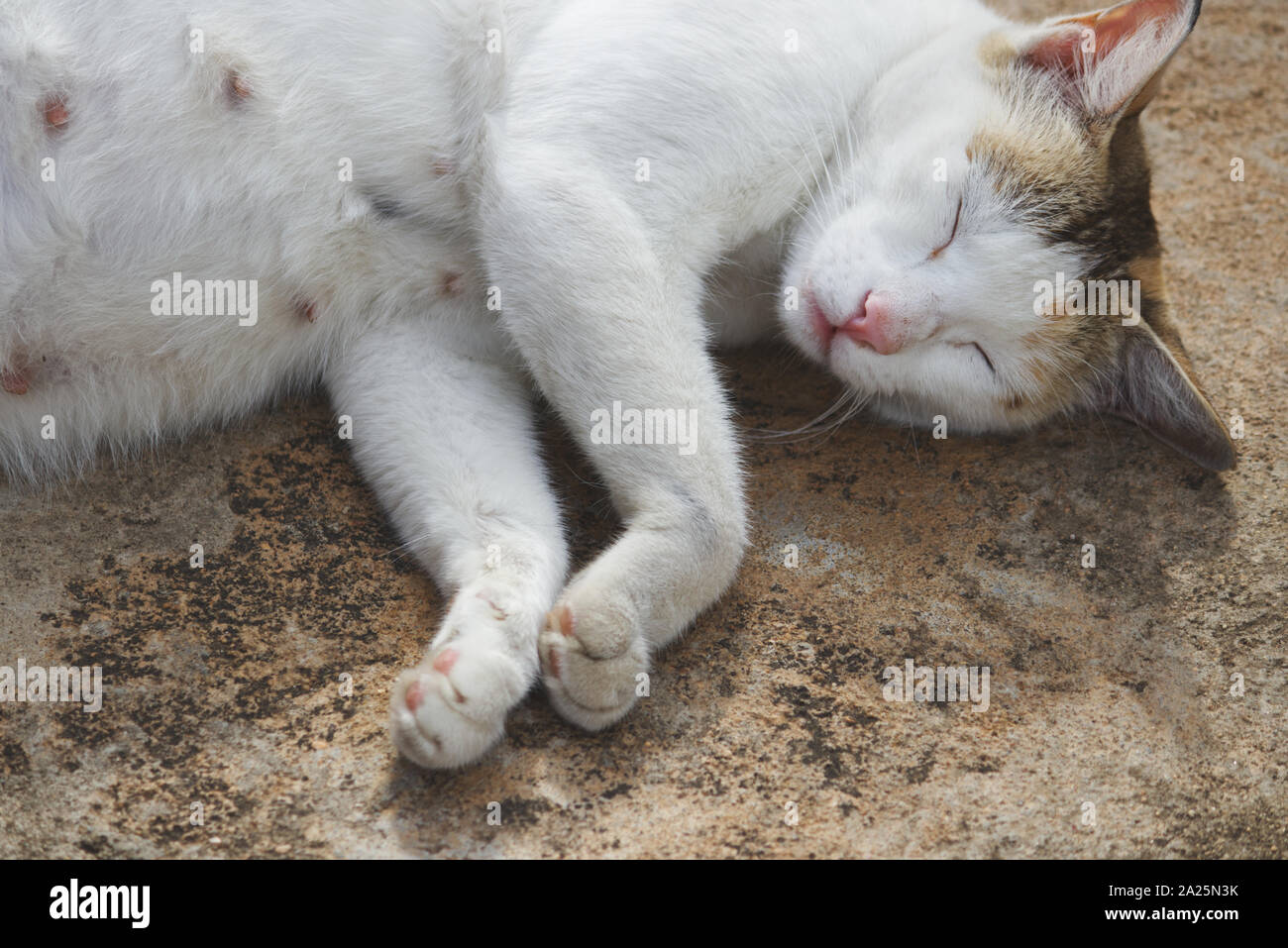 Tétons Banque de photographies et d’images à haute résolution - Alamy
