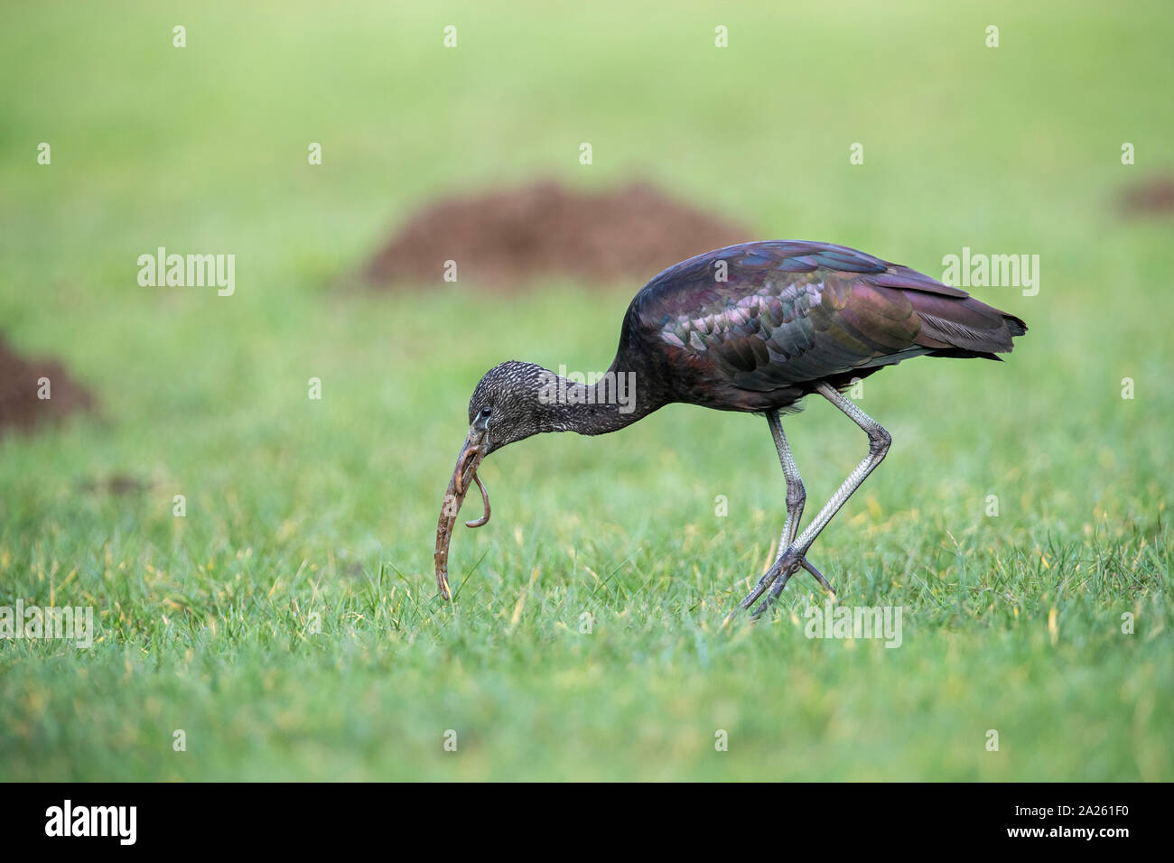 Ibis falcinelle Plegadis falcinellus ; ; ; ver avec Cornwall ; UK Banque D'Images