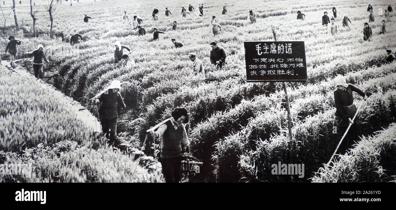 Les ouvriers agricoles de la Brigade d'Hongcang de Taicang County, Province de Jiangsu, 1967 Banque D'Images