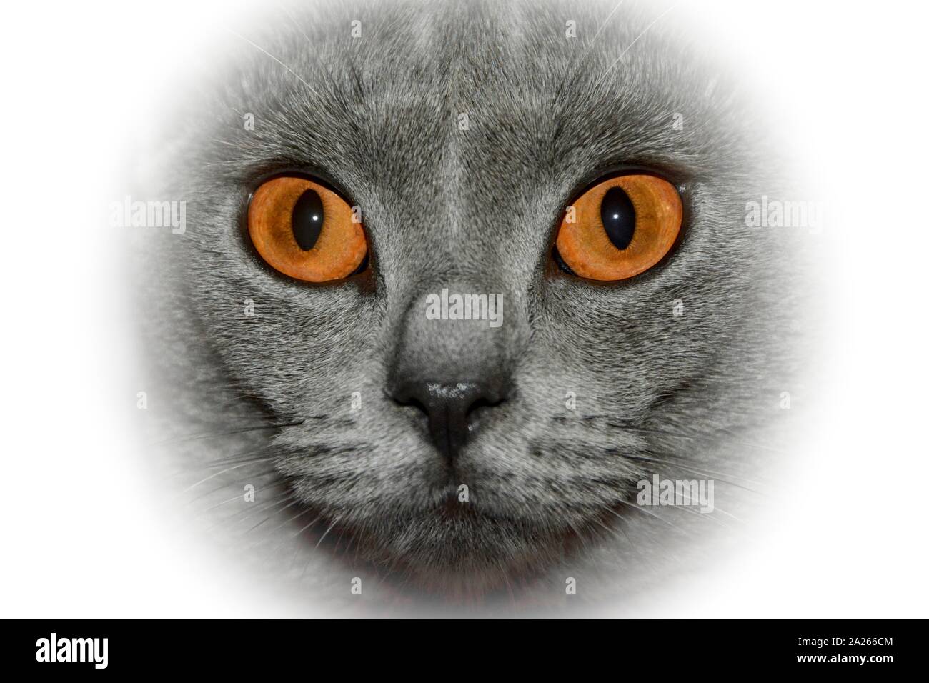 Chat Chartreux Banque De Photographies Et D Images A Haute Resolution Alamy