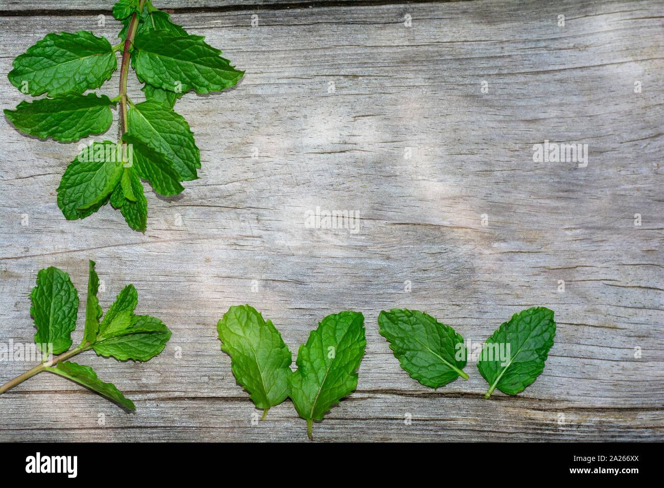 Feuilles de menthe poivrée vert frais sur le côté gauche et ci-dessous, sur un vieux bois lumineux avec de nombreux copy space Banque D'Images