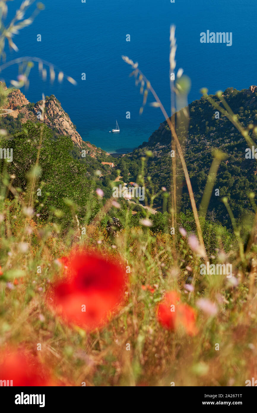 Un yacht amarré solitaire et coquelicots rouges dans le paysage littoral du golfe de Porto, Piana Corse du Sud, l'Ouest Corse - Corse paysage Banque D'Images