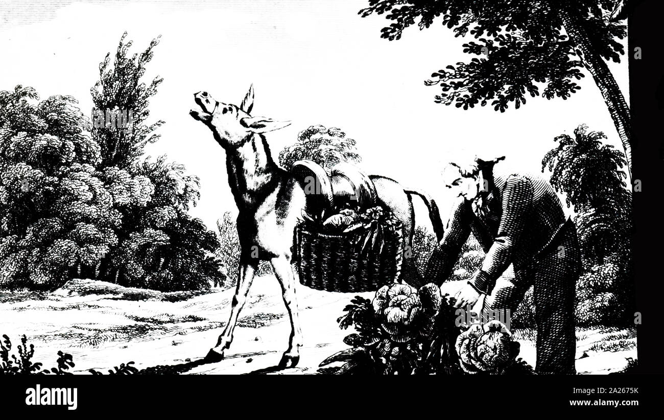 Une gravure représentant un âne du jardinier pour se plaindre d'avoir à se lever tôt pour prendre des produits au marché. En date du 19e siècle Banque D'Images