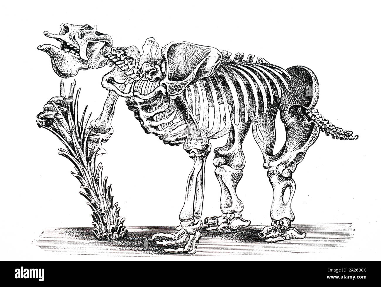 Une gravure représentant le squelette d'un Megatherium (paresseux marcheur géant) d'Amérique du Sud principalement mammifères de la taille d'un éléphant - Pliocène Pléistocène supérieur et périodes. En date du 19e siècle Banque D'Images