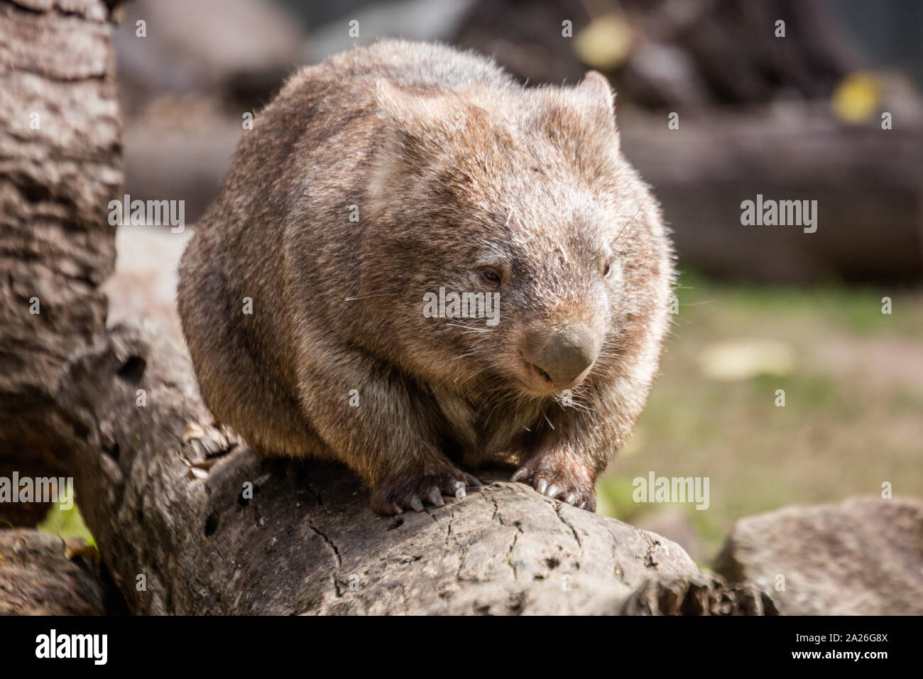 Wombat commun Banque D'Images