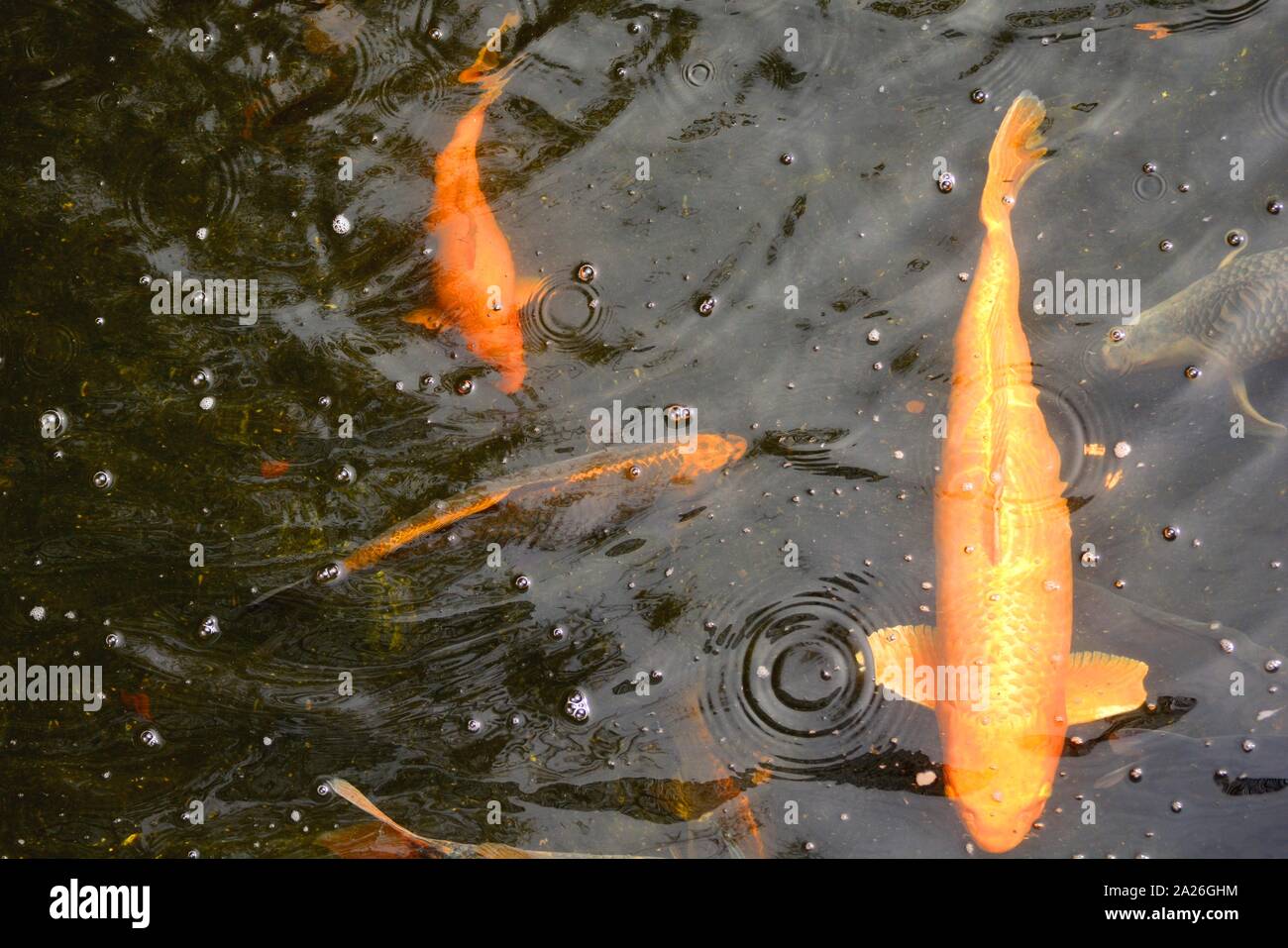 Poissons rouges dans un bassin à kois Banque D'Images