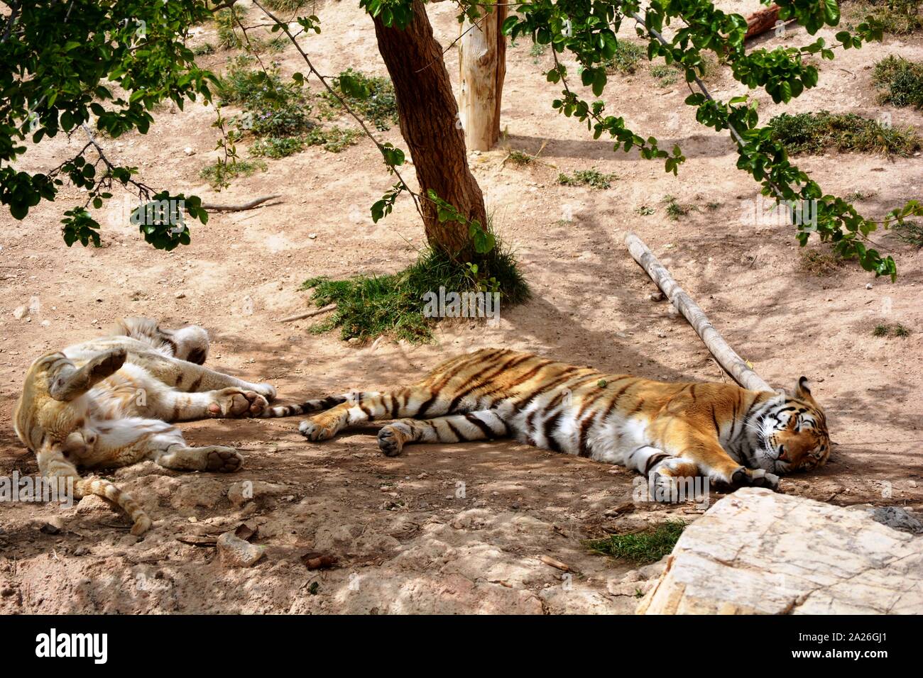 Deux tigres se reposant Banque D'Images