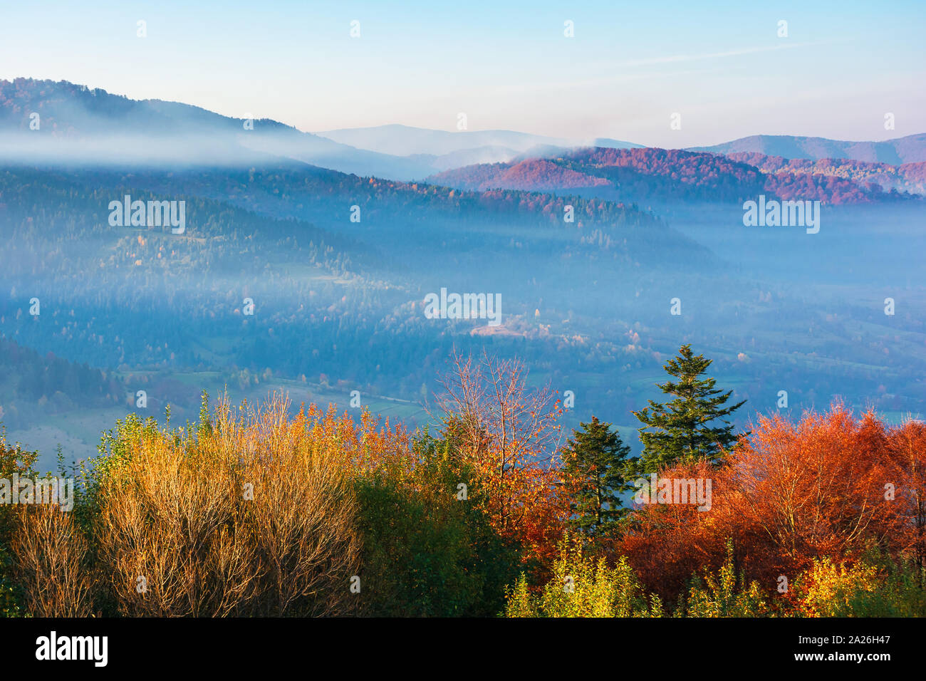 Beau matin d'automne brumeux en montagne. les collines boisées à l'automne feuillage. Le brouillard se lever au-dessus de la vallée. beau temps avec ciel bleu azur clair magique. Banque D'Images