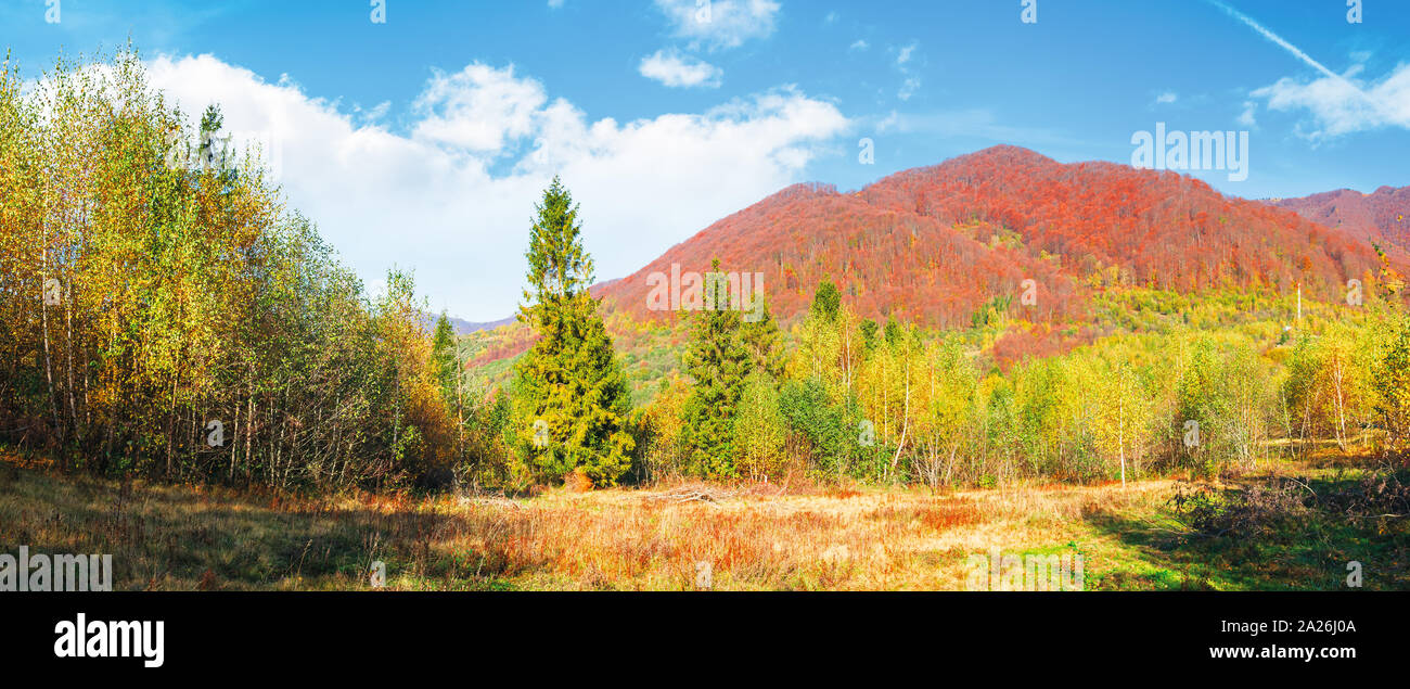 Forêt de bouleaux et de l'épinette sur le pré en montagnes. beau paysage panoramique d'automne de Carpates. arbres dans le feuillage rougeâtre sur le rid lointain Banque D'Images