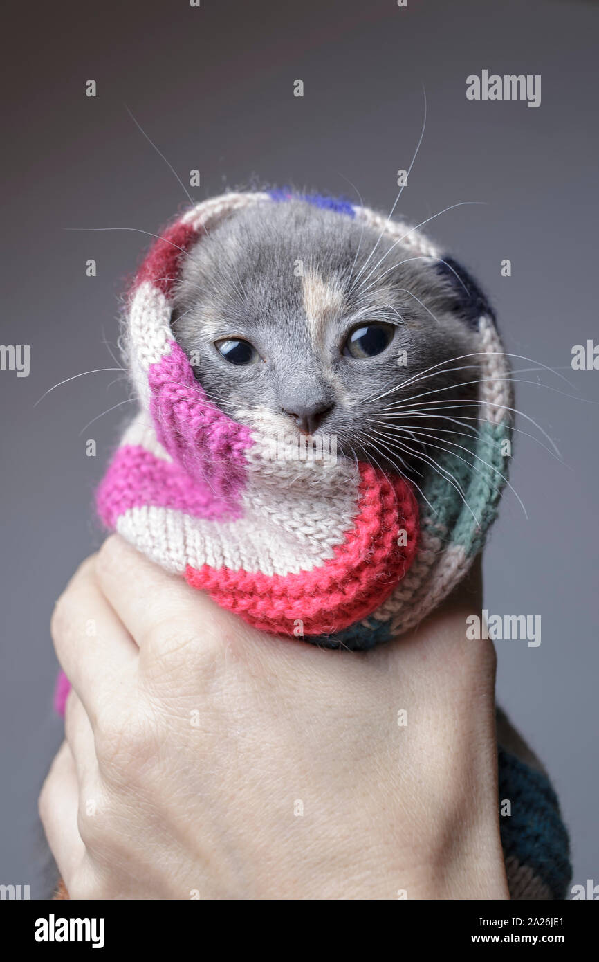 Chaton Drole Tenue A La Main Enveloppe Dans Une Echarpe En Laine A Rayures En Preparation Pour Le Froid De L Hiver Photo Stock Alamy