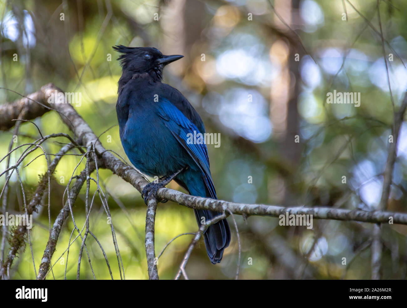 Close up of a blue geai de Steller (Cyanocitta stelleri), appelé aussi longues observées, Jay Jay de montagne ou une branche de pin jayon Banque D'Images