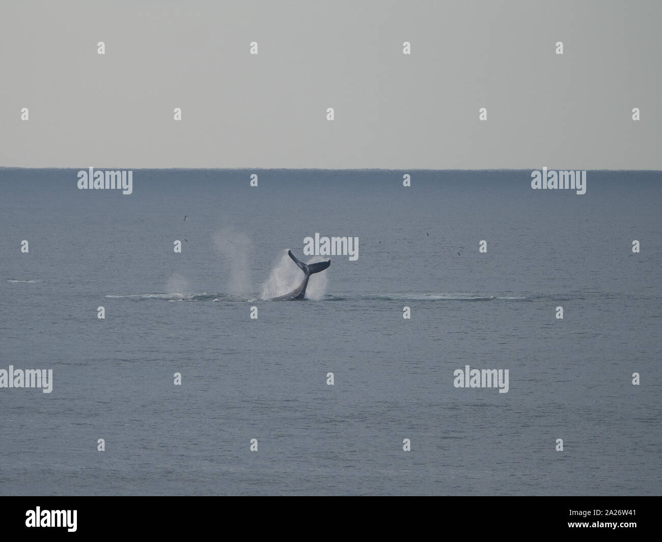 Queue de baleine, baleines à bosse éclaboussant dans l'océan Pacifique au large de la côte de Nouvelle-Galles du Sud Australie Banque D'Images