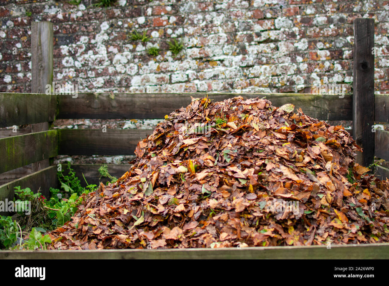 Les feuilles d'automne dans une caisse en bois de compostage Banque D'Images