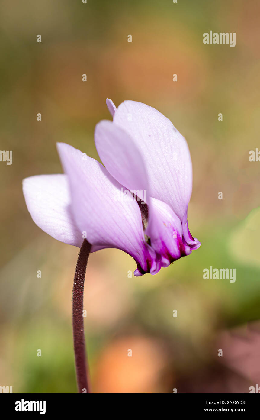 Les Cyclamens sauvages, ou europaeum Cyclamen, également appelé 'amulet', de la famille Primulaceae qui fleurit à l'ombre des digues et à l'ed Banque D'Images