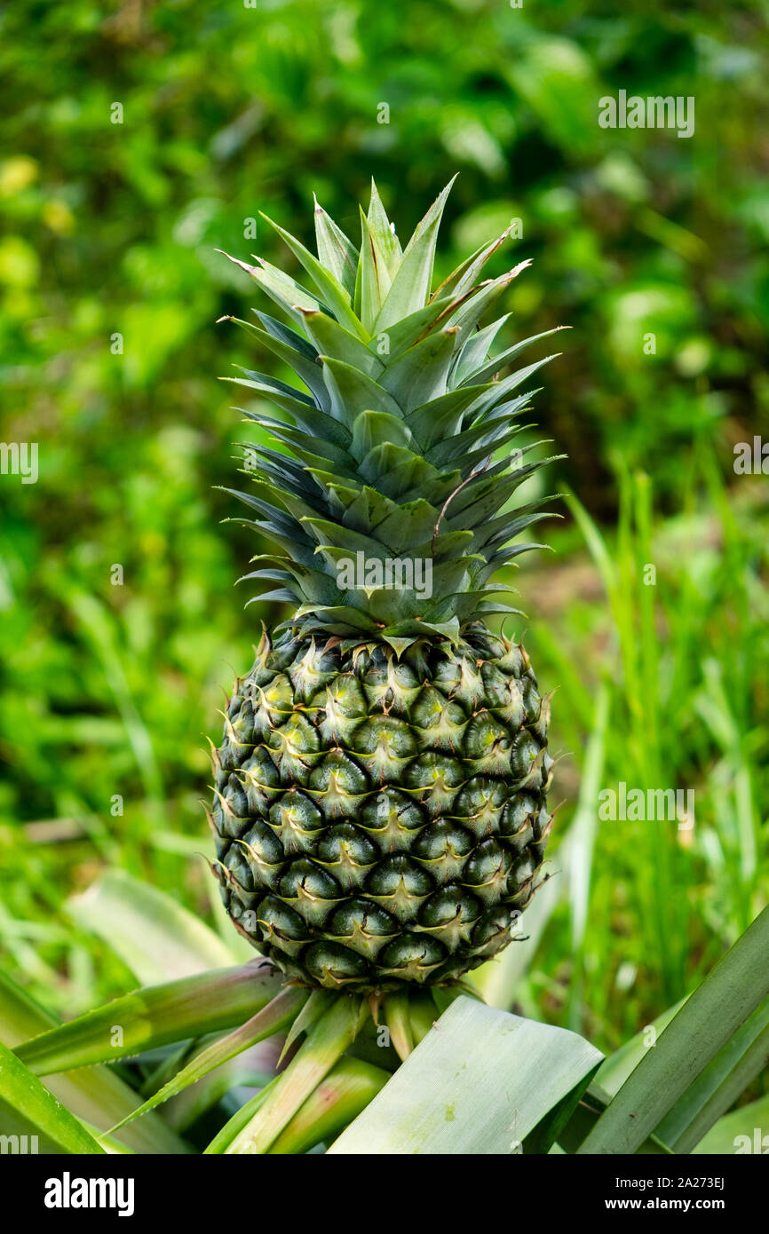 Sur fruits ananas biologiques de MG3. Super doux, juteux et délicieux des fruits. La digestion de l'estomac sida ananas et aide preve Banque D'Images