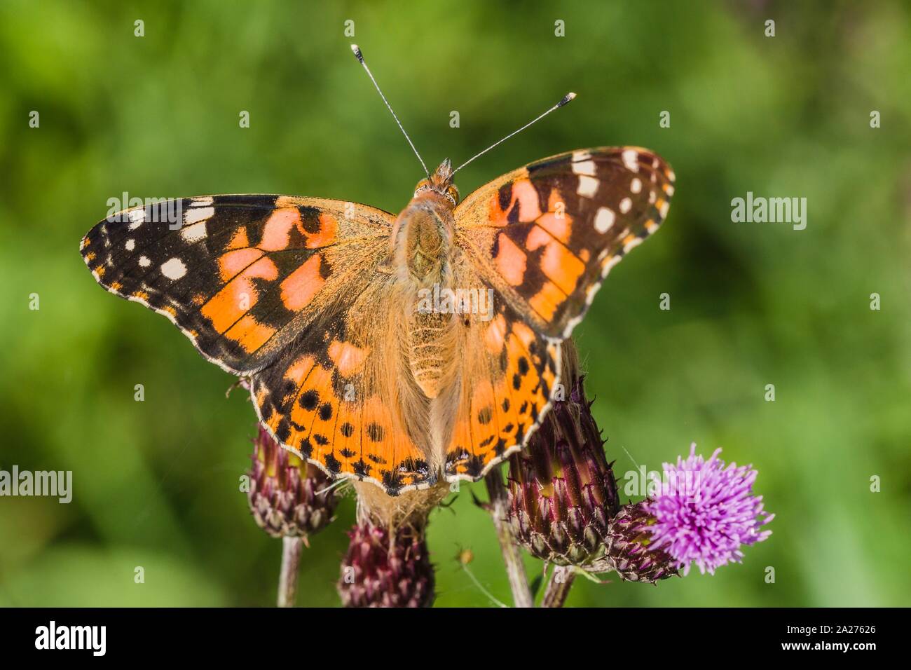 Close up image de dame peinte en couleur papillon aux ailes propagation assis sur purple thistle croissant dans un pré un jour d'été. Fond vert. Banque D'Images