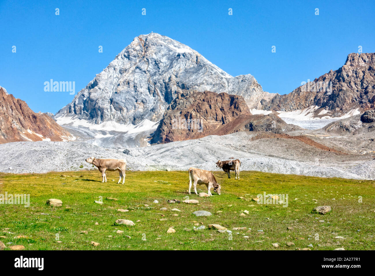 Ortler célèbre montagne avec une roche appelée Koenigsspitze au Tyrol du Sud, Italie. Vaches qui paissent dans l'avant-plan. Banque D'Images