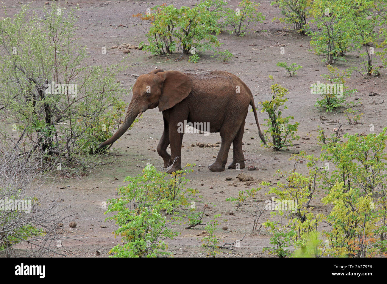 Les jeunes éléphants adultes, Victoria Falls National Park, Zimbabwe. Banque D'Images