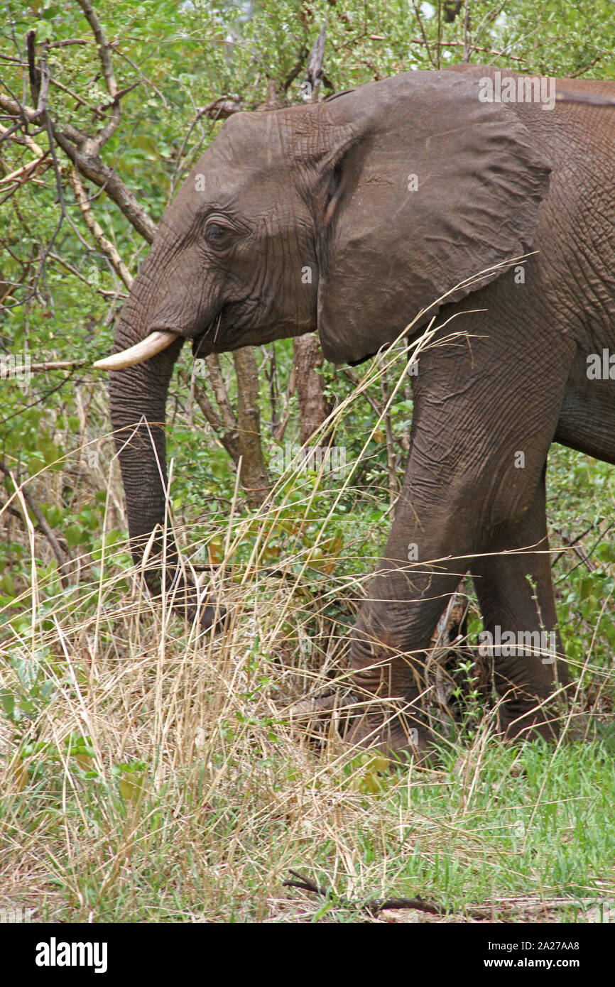 Dans l'éléphant d'bushveld, Victoria Falls National Park, Zimbabwe. Banque D'Images