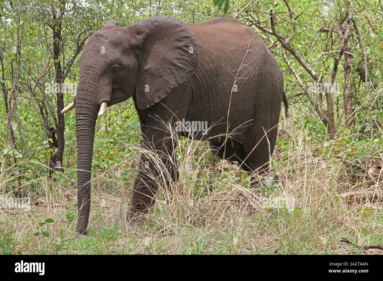 Dans l'éléphant d'bushveld, Victoria Falls National Park, Zimbabwe. Banque D'Images