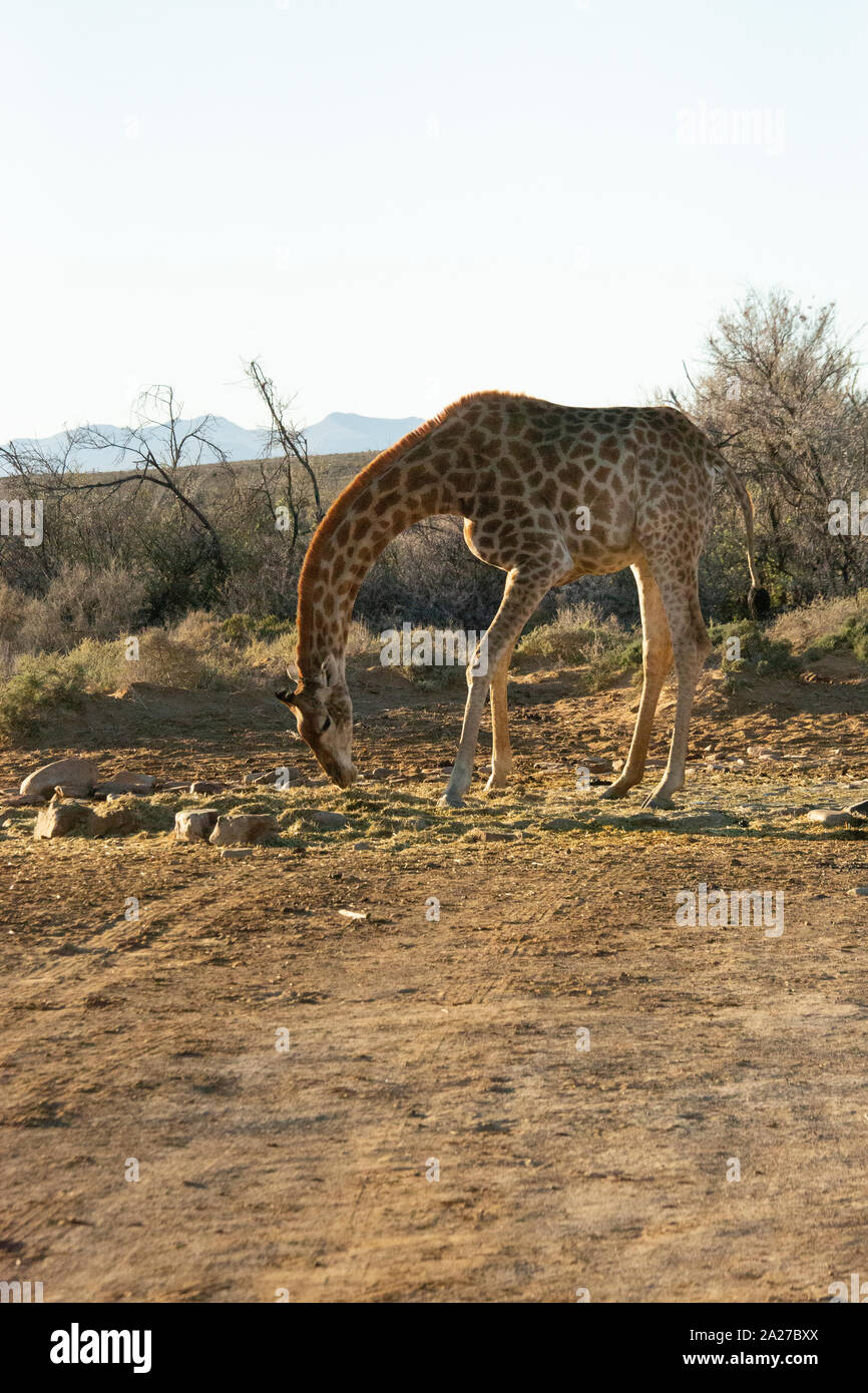 Girafe au coucher du soleil en Afrique du Sud Banque D'Images