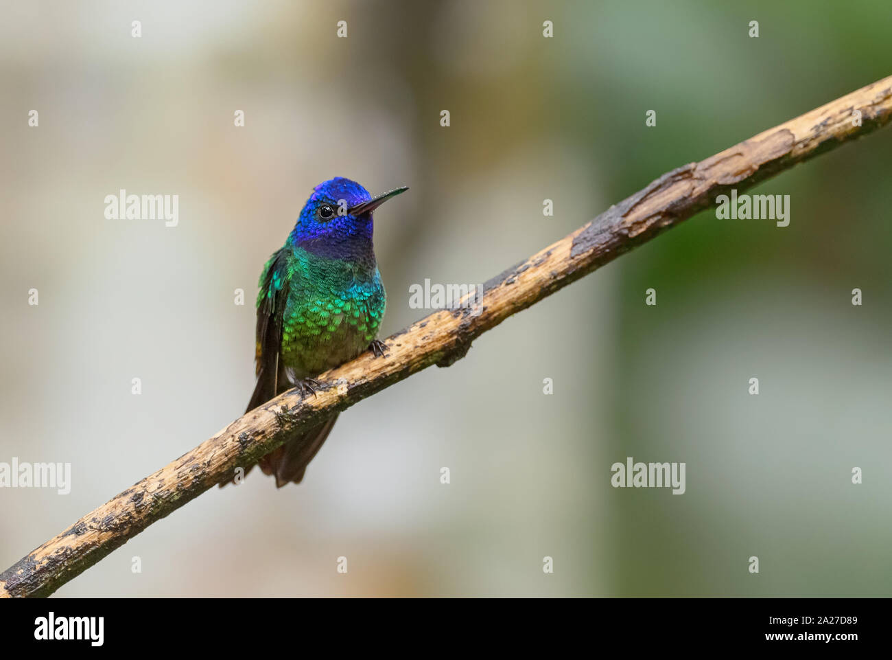 Golden-tailed Sapphire - Chrysuronia oenone, belles pentes andines de colibris aux couleurs de l'Amérique du Sud, l'Équateur, Sumaco sauvages. Banque D'Images