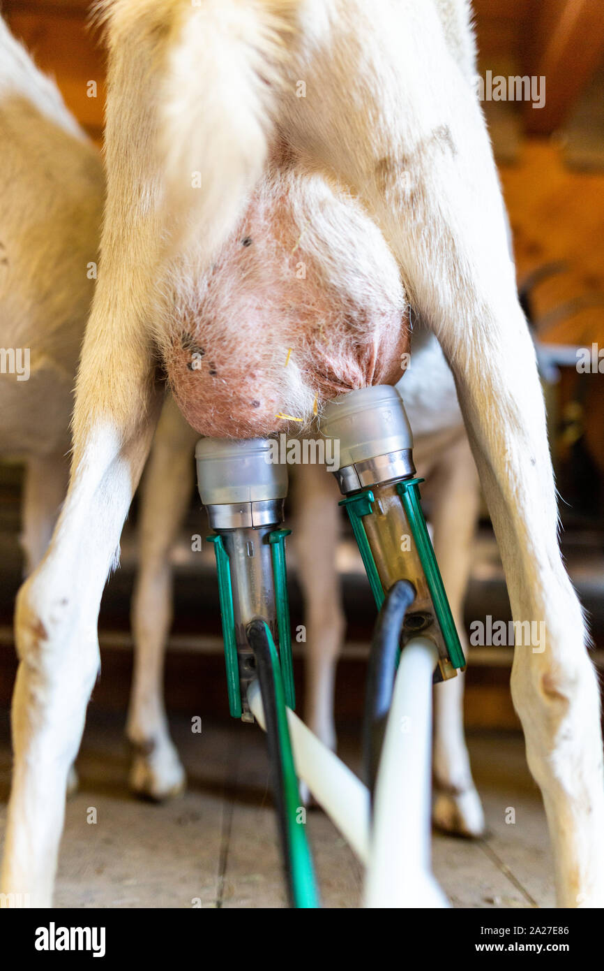 La traite des chèvres laitières production de fromage de la récolte sur le terrain Banque D'Images