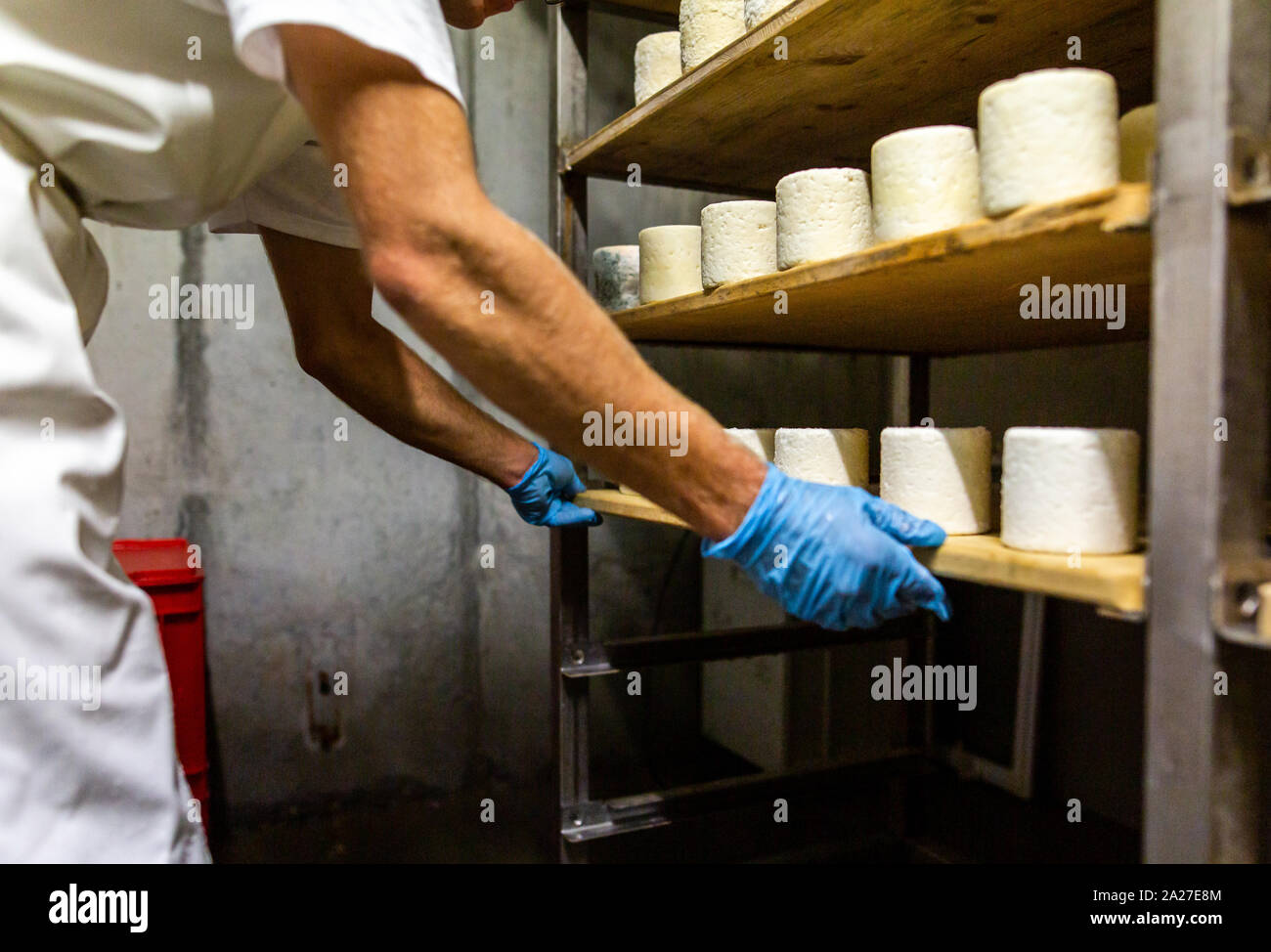 La traite des chèvres laitières production de fromage de la récolte sur le terrain Banque D'Images