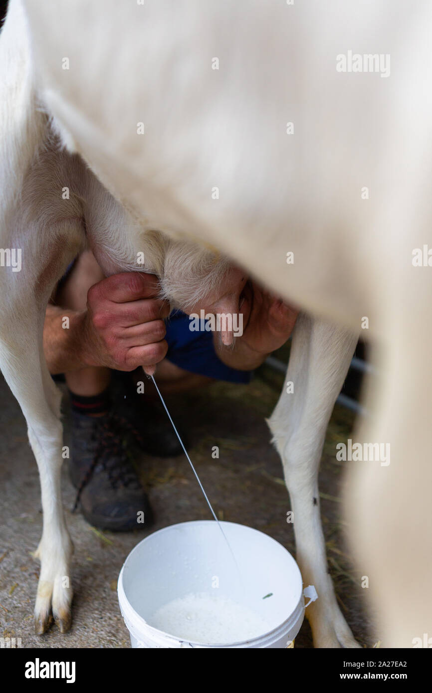 La traite des chèvres laitières production de fromage de la récolte sur le terrain Banque D'Images