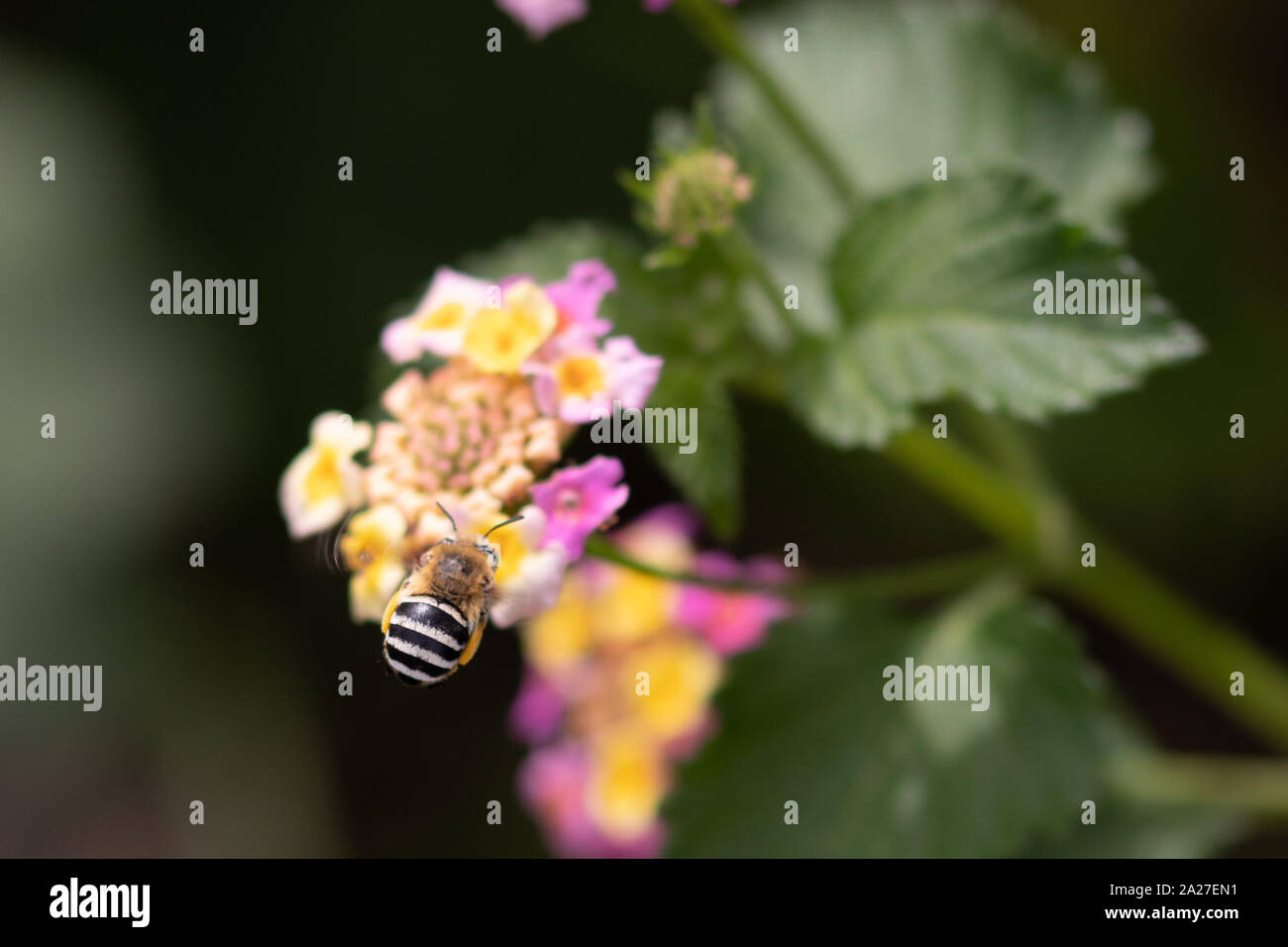 Amegilla quadrifasciata, quatre-rayés Digger Bee sur une fleur de Lantana Banque D'Images