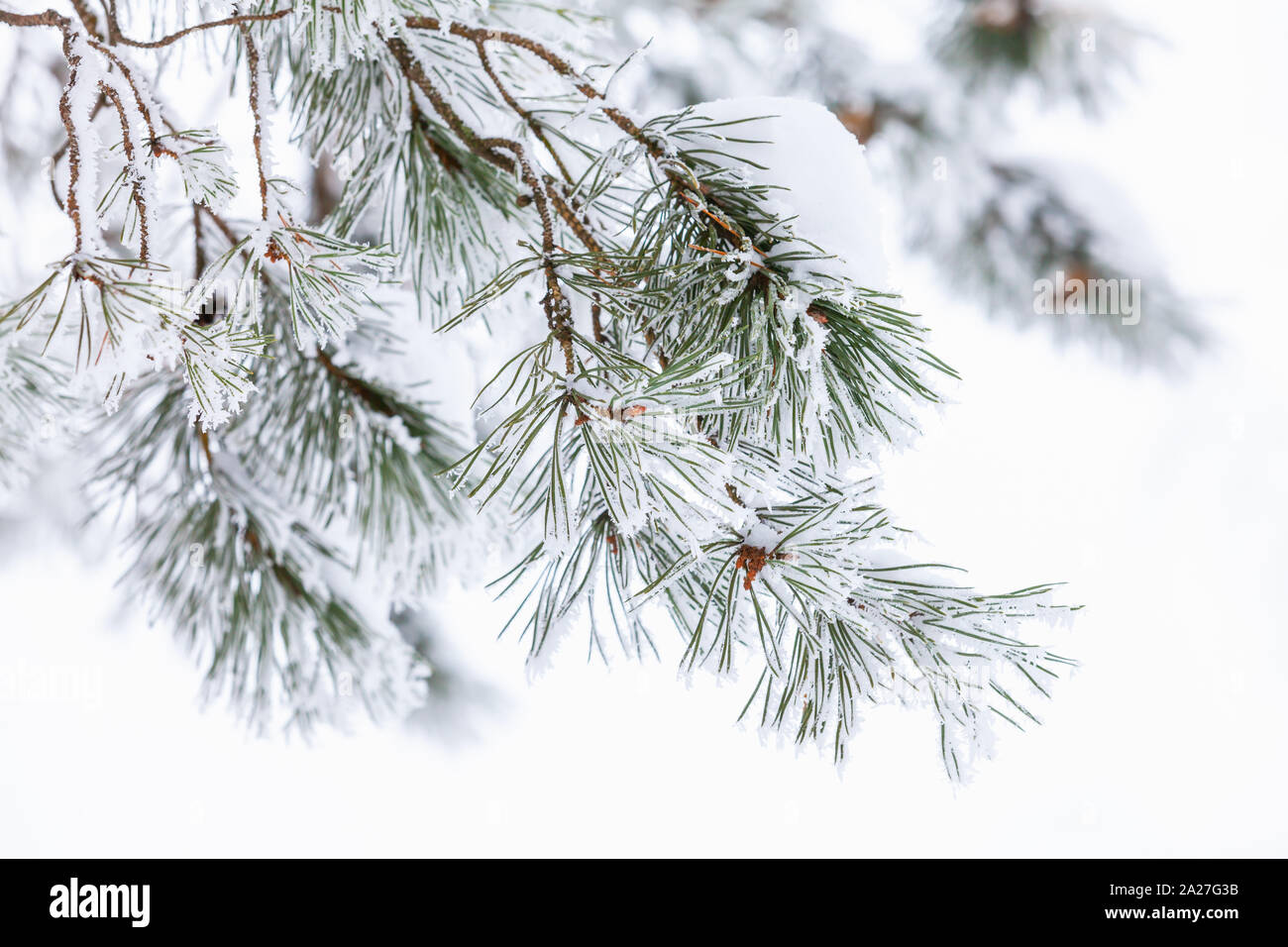 Direction générale de l'arbre de pin avec le gel et la neige sur fond blanc, macro photo avec selective focus Banque D'Images