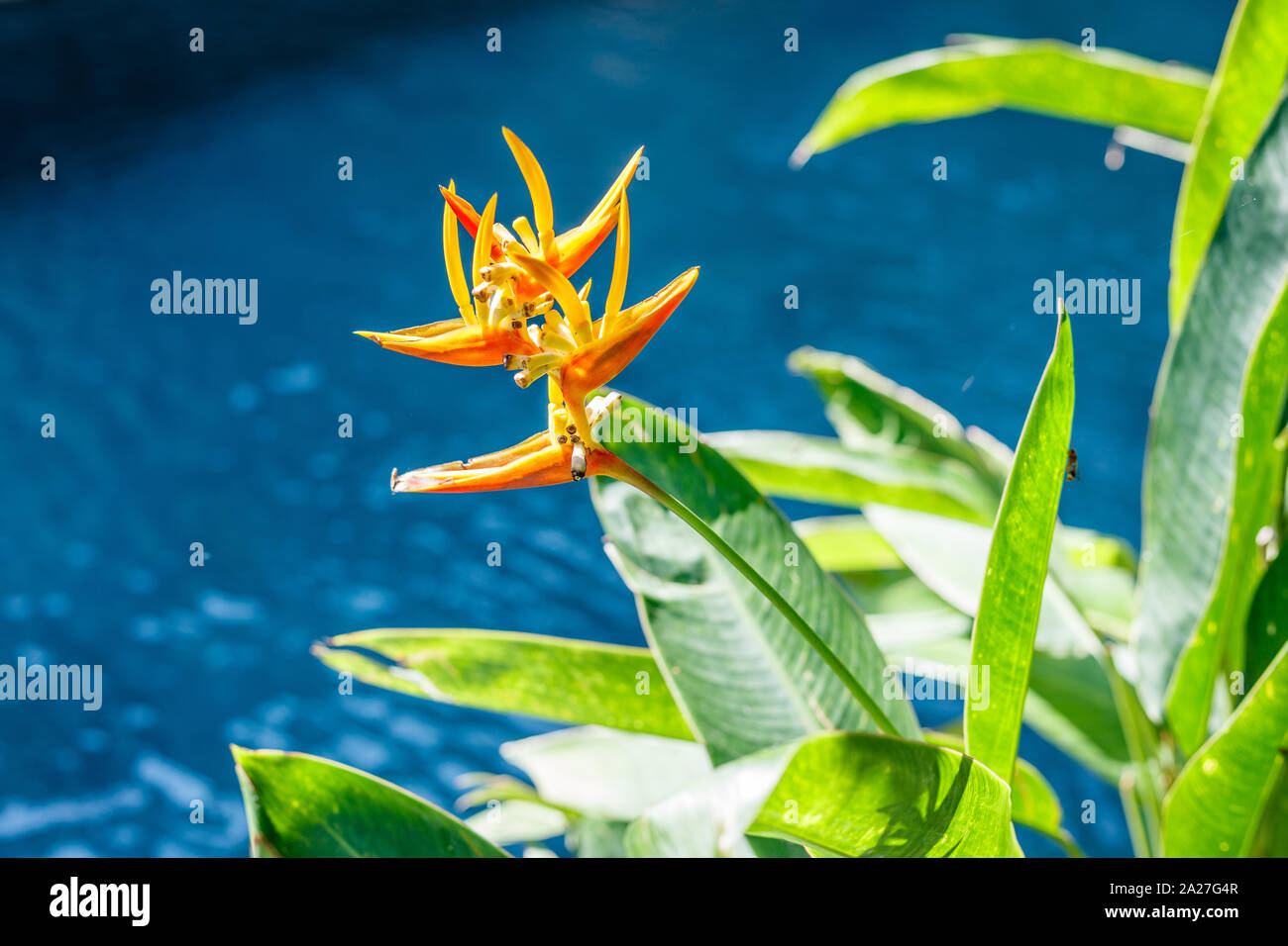 Oiseau de Paradis (Strelitzia flower) à proximité de la piscine. Avec l'espace. Bali, Indonésie. Banque D'Images