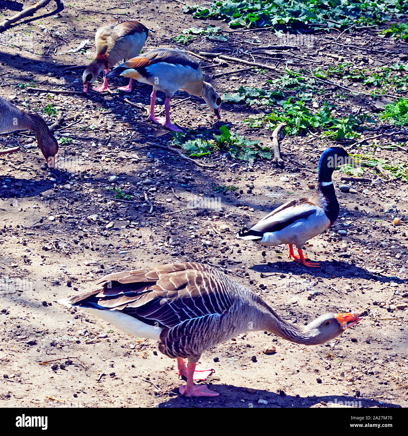 Troupeau mixte de Graylag et d'Oies égyptiennes se nourrissant à Rollesby Broad sur les Norfolk Broads, Royaume-Uni Banque D'Images