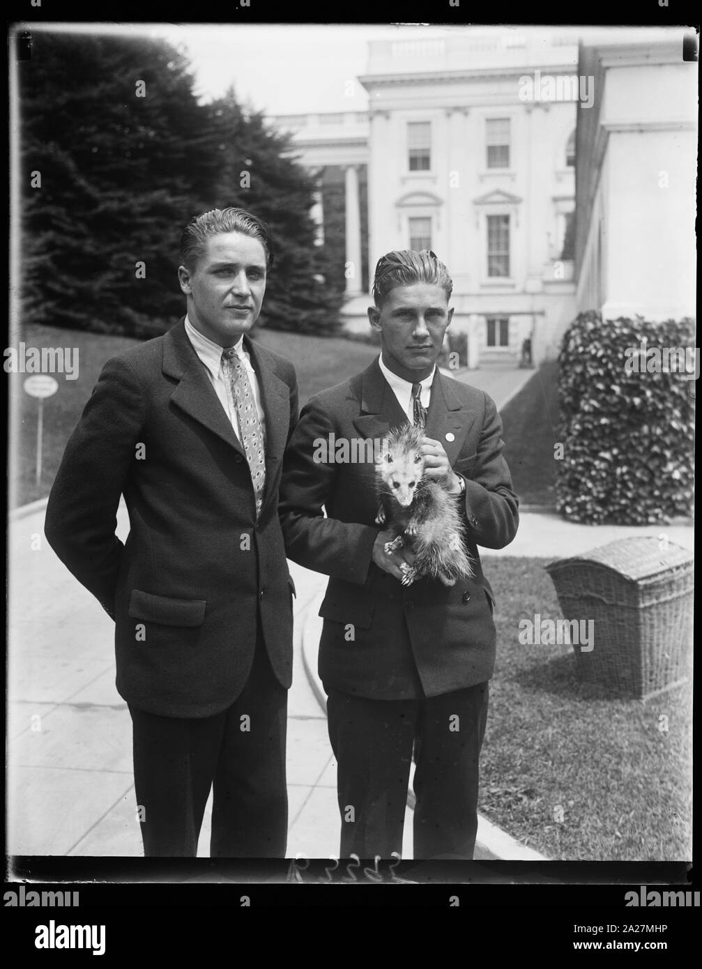 Le président Hoover présente oppossum à l'équipe de baseball du garçon comme mascotte. Le président Hoover résolu le dilemme le Hyattsville High School se sont trouvés dans l'équipe de baseball lorsque leur mascotte de l'oppossum égaré loin. Le chef de l'exécutif a demandé que l'oppossum qui choisi la Maison Blanche pour un accueil à l'garçons pour remplacer la perte de leur mascotte. Robert (à gauche) et William Robinson, capitaine de l'équipe, sont indiquées de quitter la maison blanche avec leur nouvelle mascotte Banque D'Images