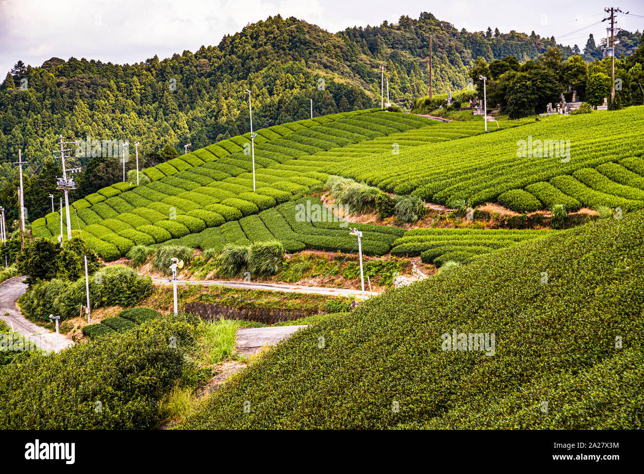 Champs de thé dans la préfecture de Shizuoka. Plantation de thé à Kakegawa, Japon Banque D'Images