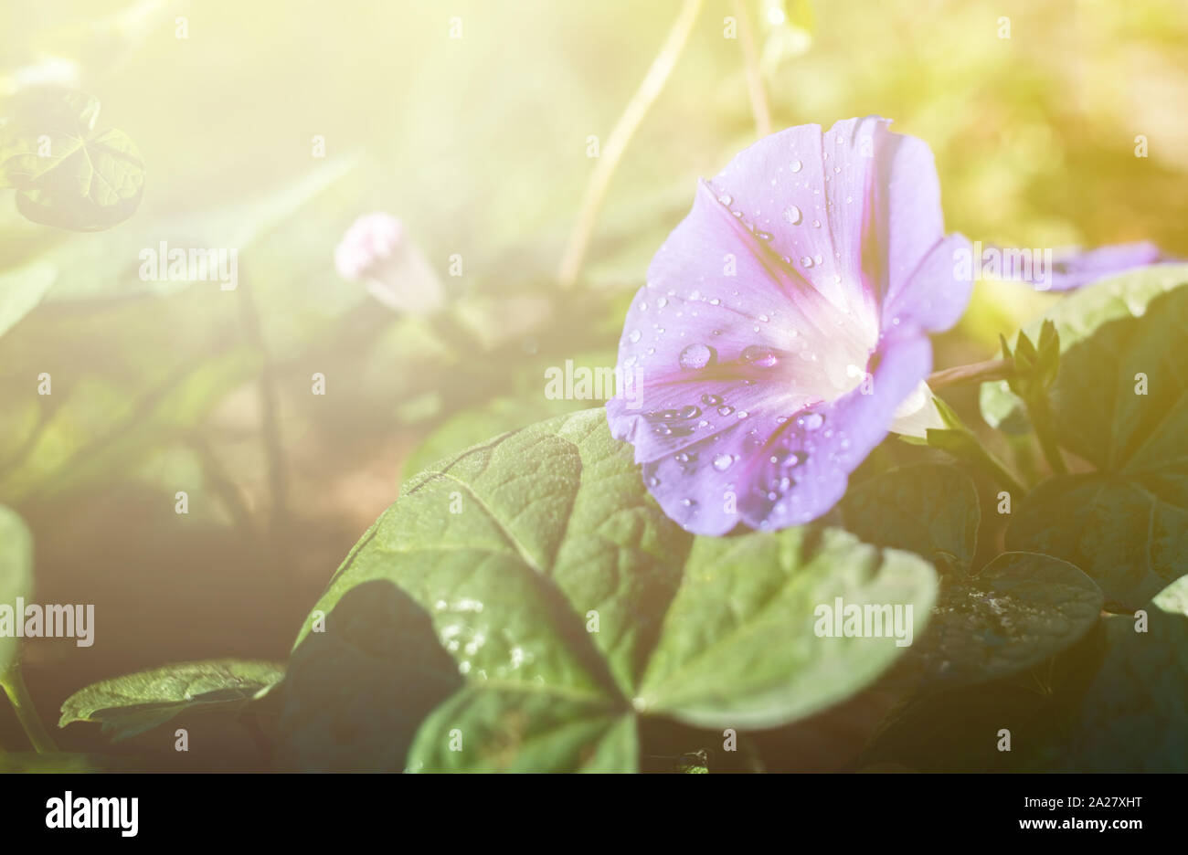 Liseron des champs jardin gros plan de fleurs avec des gouttes de rosée Banque D'Images