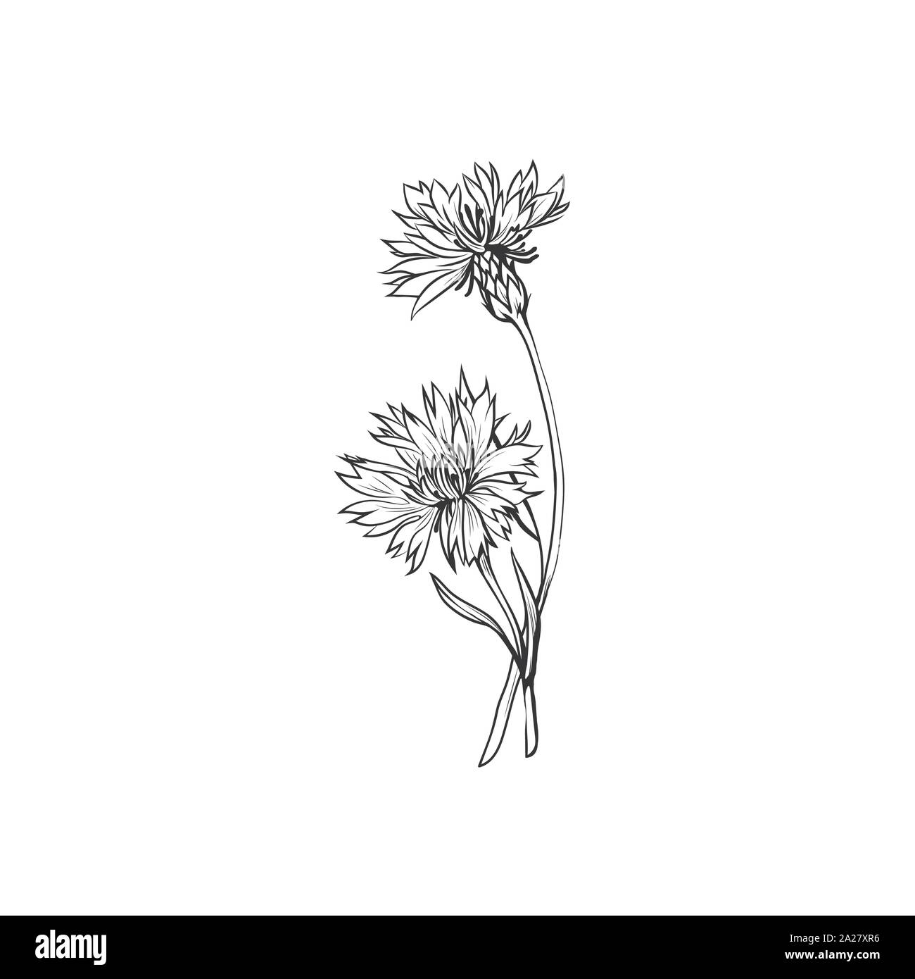 L'encre noir bleuet illustration vectorielle. Prairie d'été, fleur plante miel nom gravé avec croquis. La centaurée commune contour. Centaurea nigra jardin botanique dessin en noir et blanc avec l'inscription Illustration de Vecteur