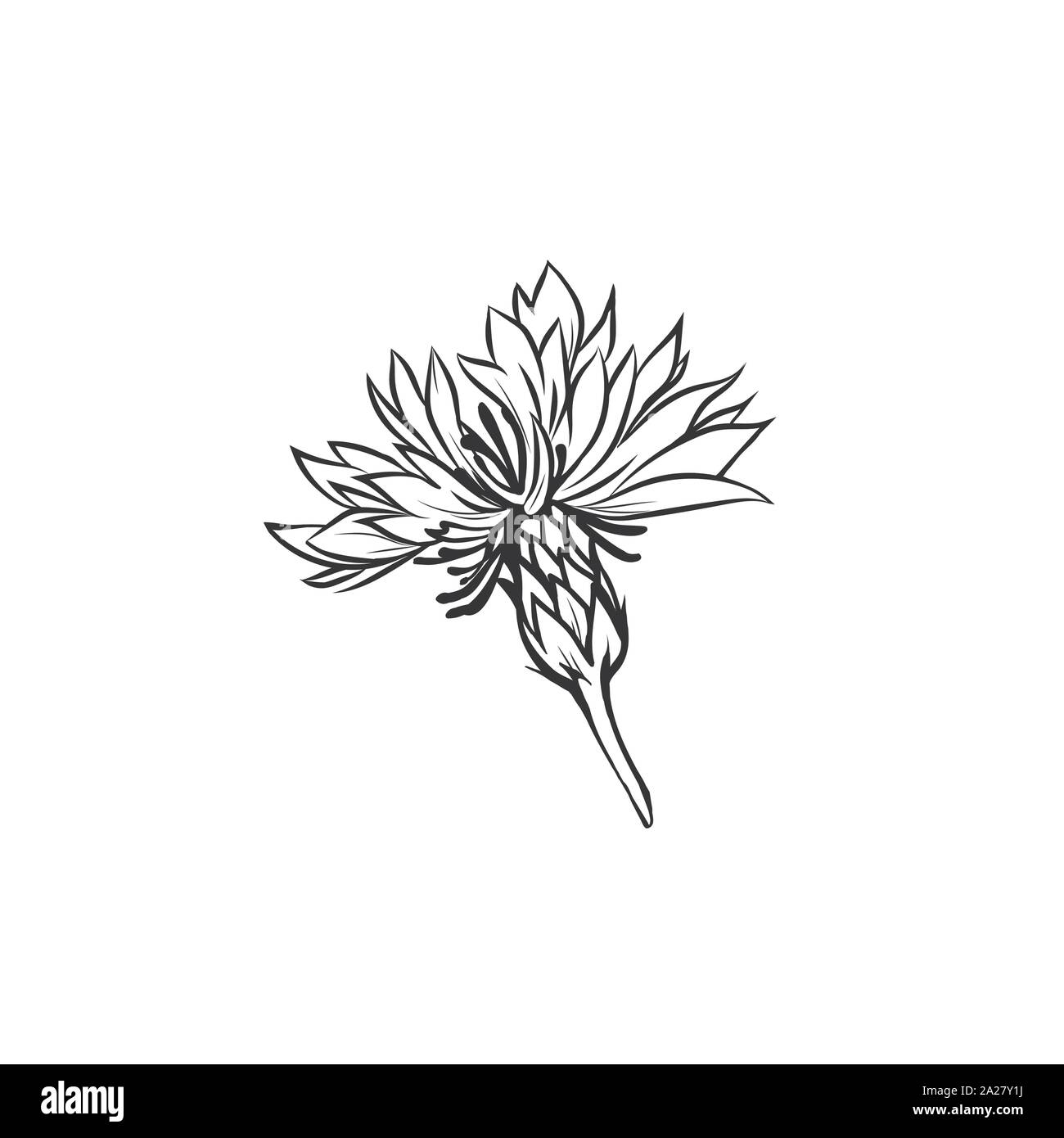 L'encre noir bleuet illustration vectorielle. Prairie d'été, fleur plante miel nom gravé avec croquis. La centaurée commune contour. Centaurea nigra jardin botanique dessin en noir et blanc avec l'inscription Illustration de Vecteur
